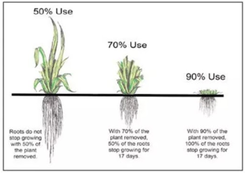 Plants die if you them. Схема grass roots Vyper. Root and grow. Root and root Парфюм. Roots growing Experiments.