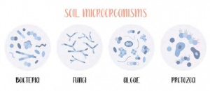 The connection between soil microbes and soil nutritions